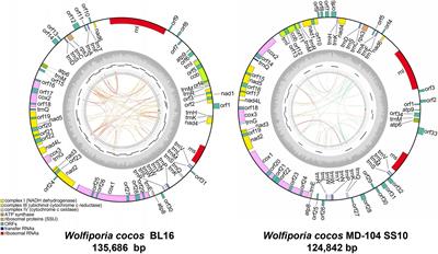 Characterization of Two Mitochondrial Genomes and Gene Expression Analysis Reveal Clues for Variations, Evolution, and Large-Sclerotium Formation in Medical Fungus Wolfiporia cocos